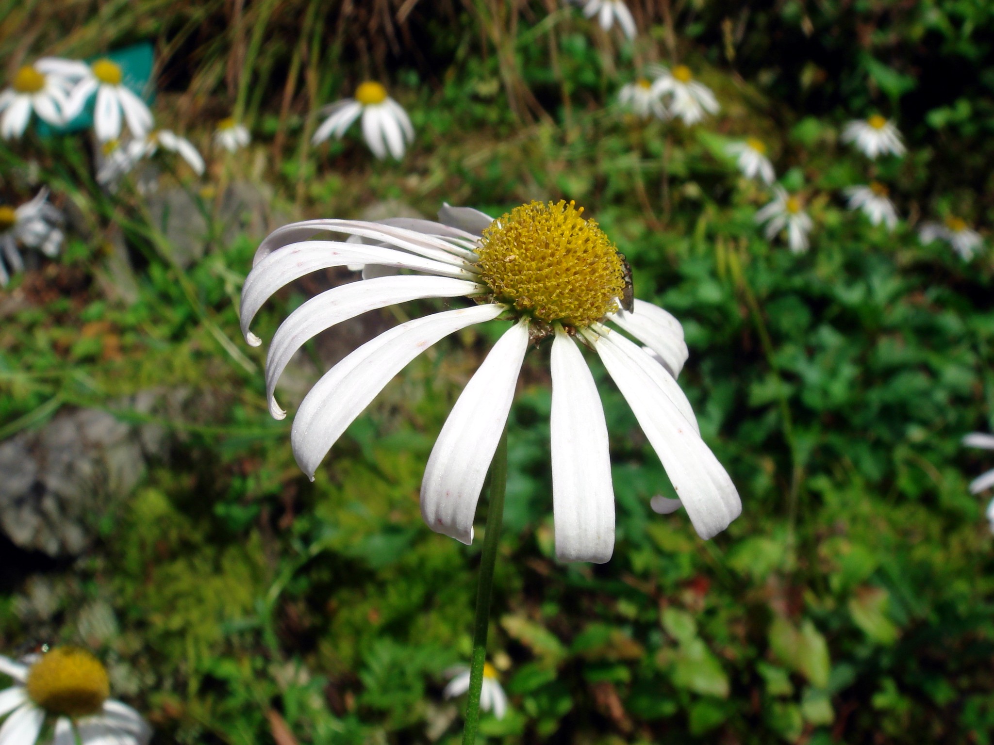 ARABIA エステリ \